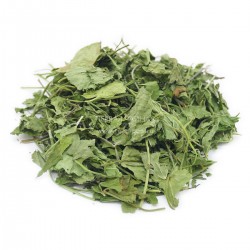 Центелла (Готу Кола)